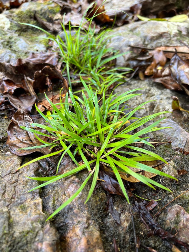 Arthropodium neocaledonicum photo 4