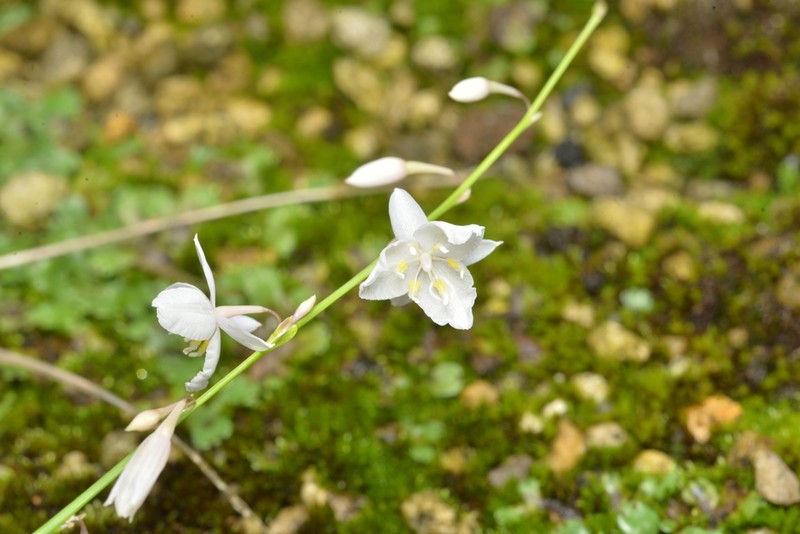Arthropodium neocaledonicum photo 5