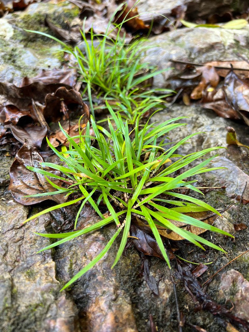Arthropodium neocaledonicum photo 6