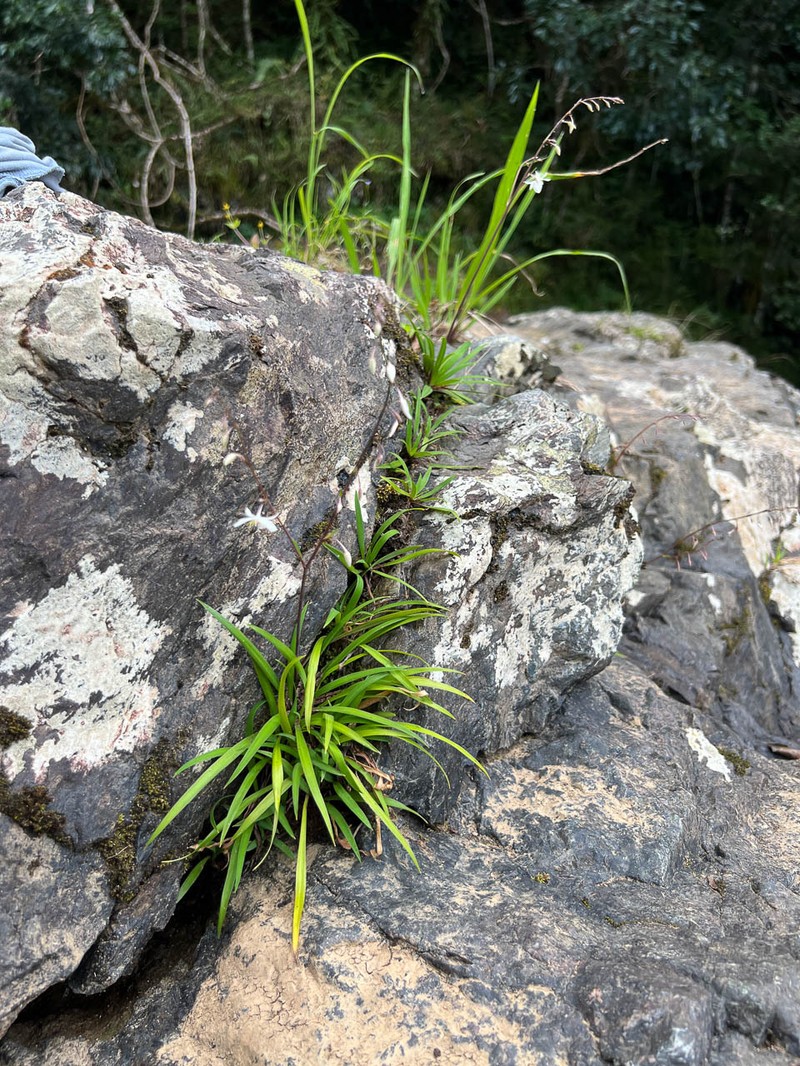 Arthropodium neocaledonicum photo 7