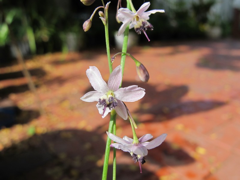 Arthropodium pendulum