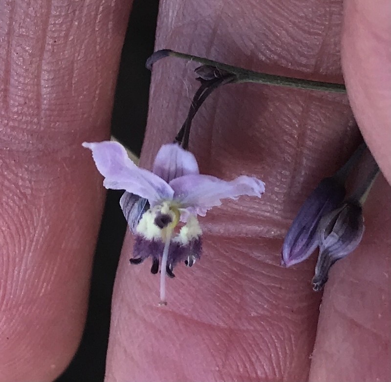 Arthropodium pendulum photo 2