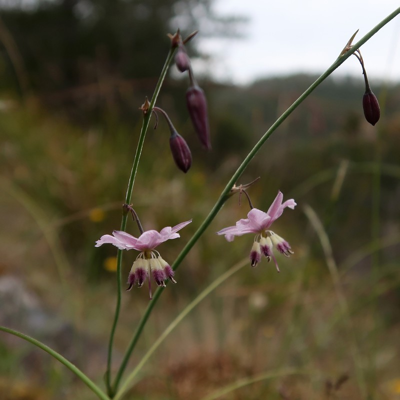 Arthropodium pendulum photo 3