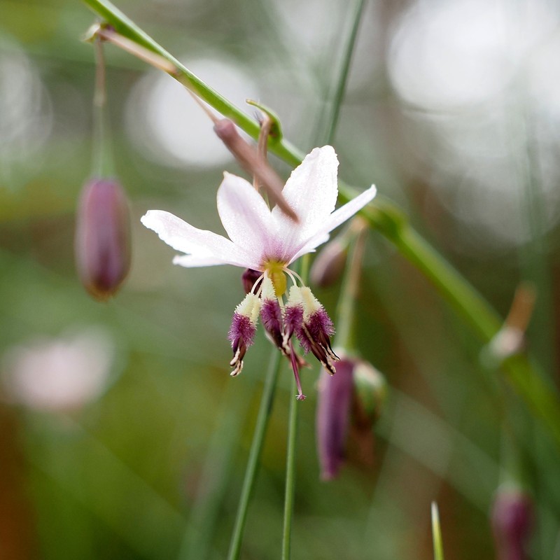 Arthropodium pendulum photo 4