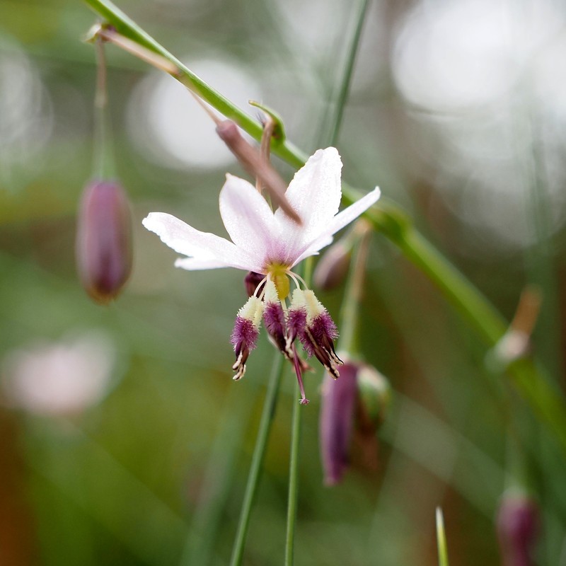 Arthropodium pendulum photo 5