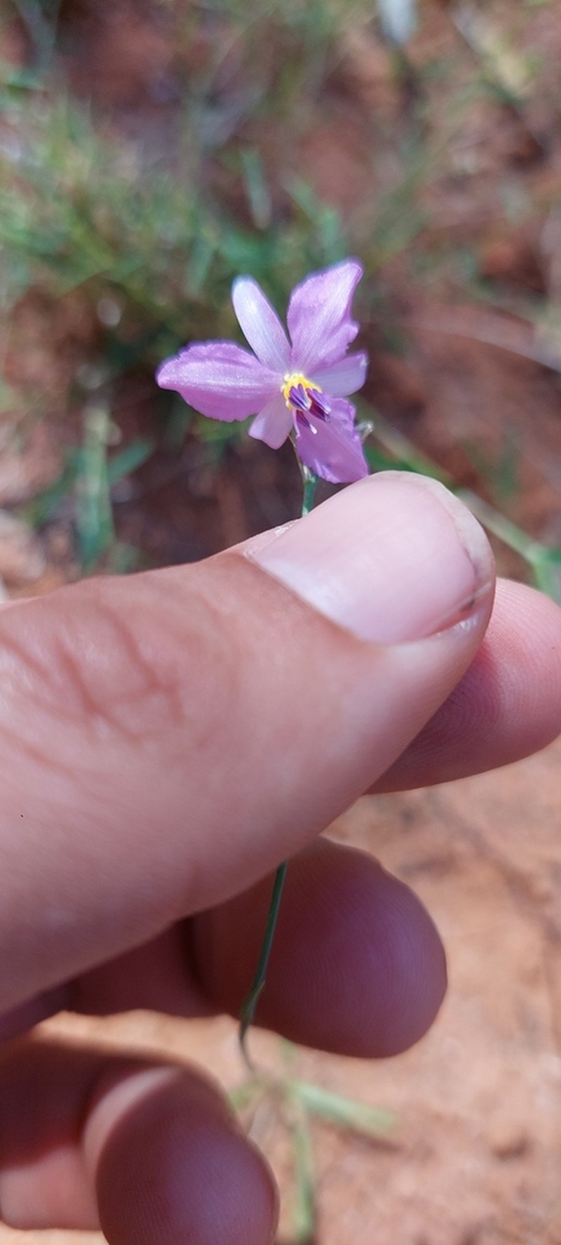 Arthropodium sejunctum photo 2