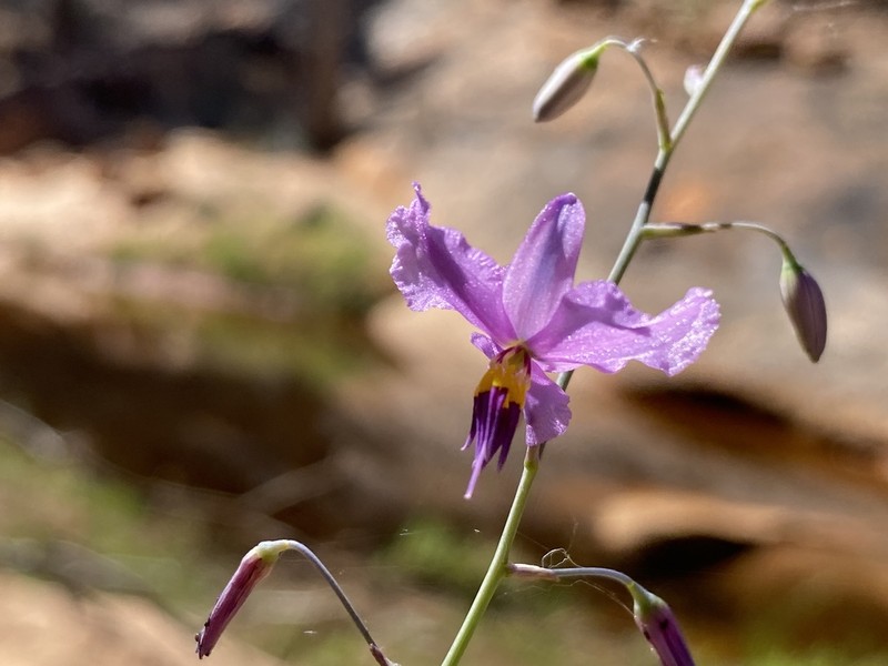 Arthropodium sejunctum photo 3