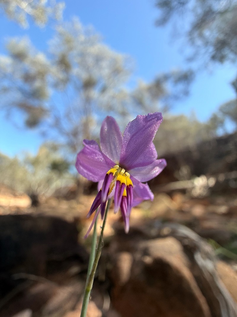 Arthropodium sejunctum