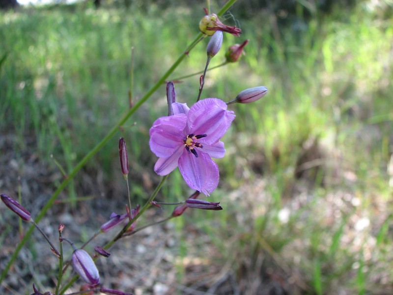 Arthropodium strictum