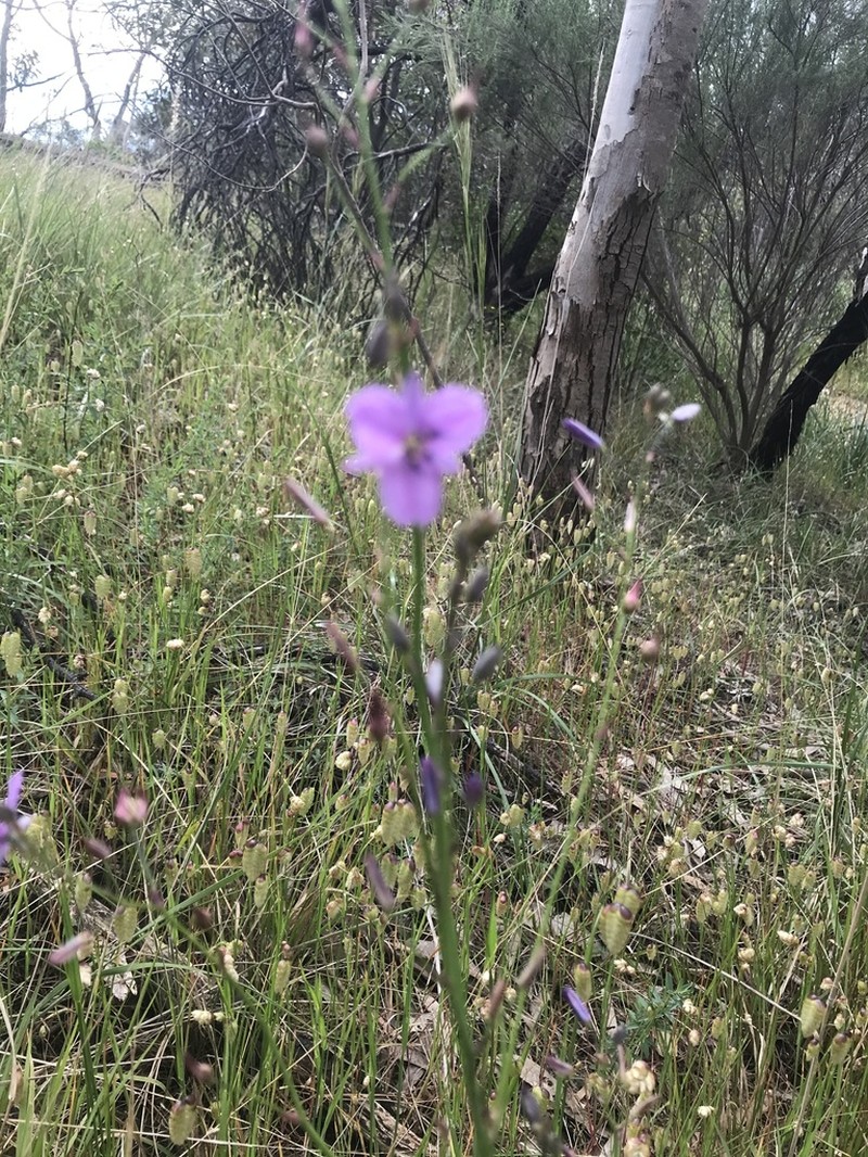 Arthropodium strictum photo 2