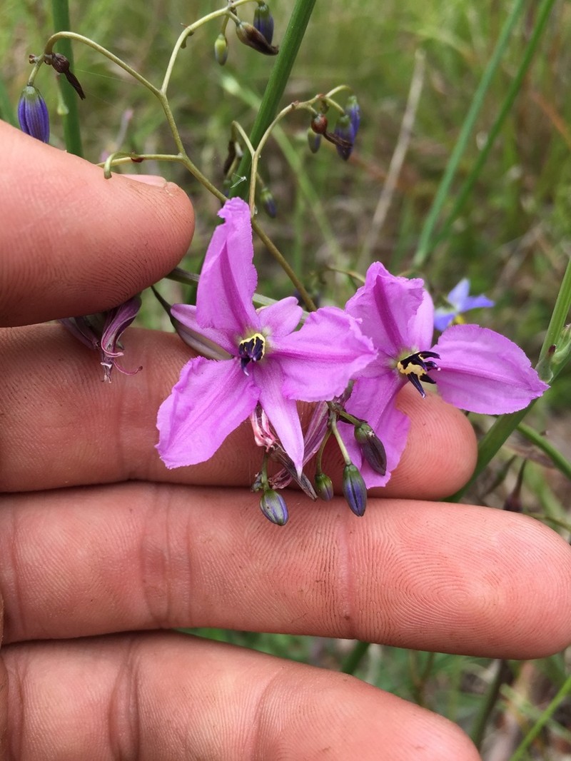 Arthropodium strictum photo 3