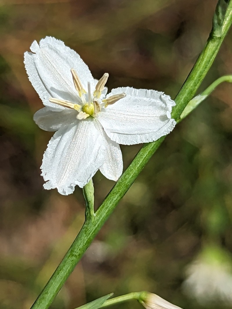 Arthropodium strictum photo 4