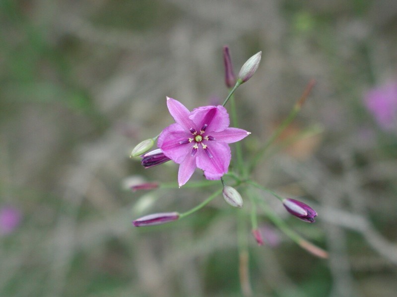Arthropodium strictum photo 5
