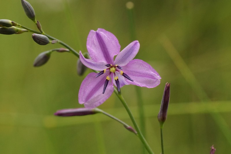 Arthropodium strictum photo 6