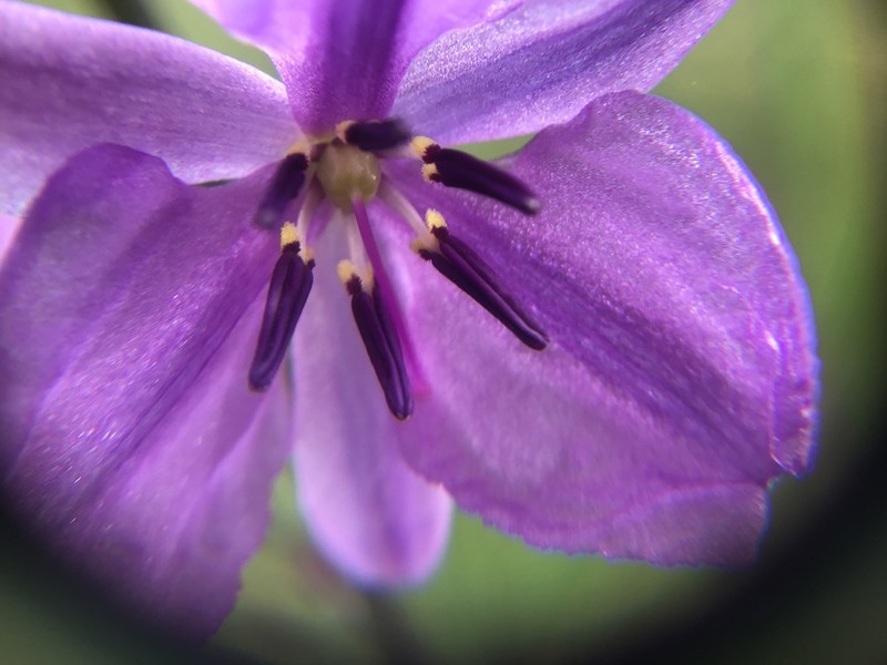 Arthropodium strictum photo 7