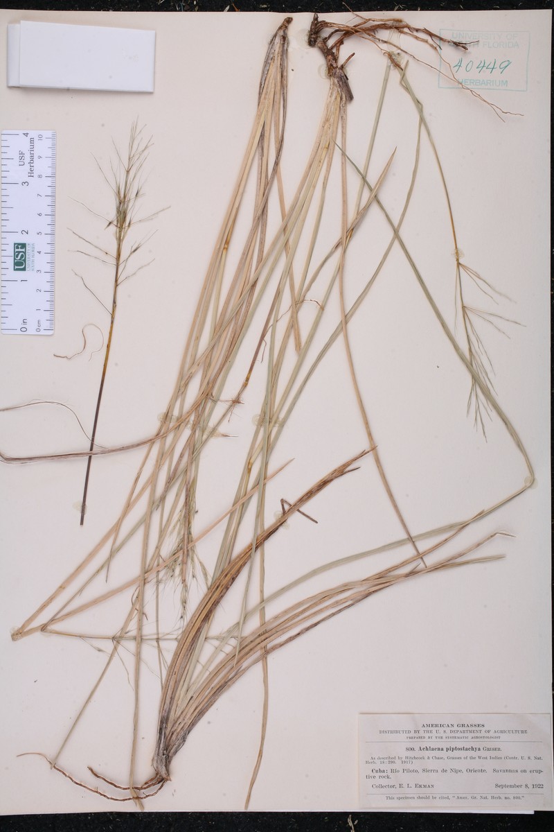 Arthropogon piptostachyus