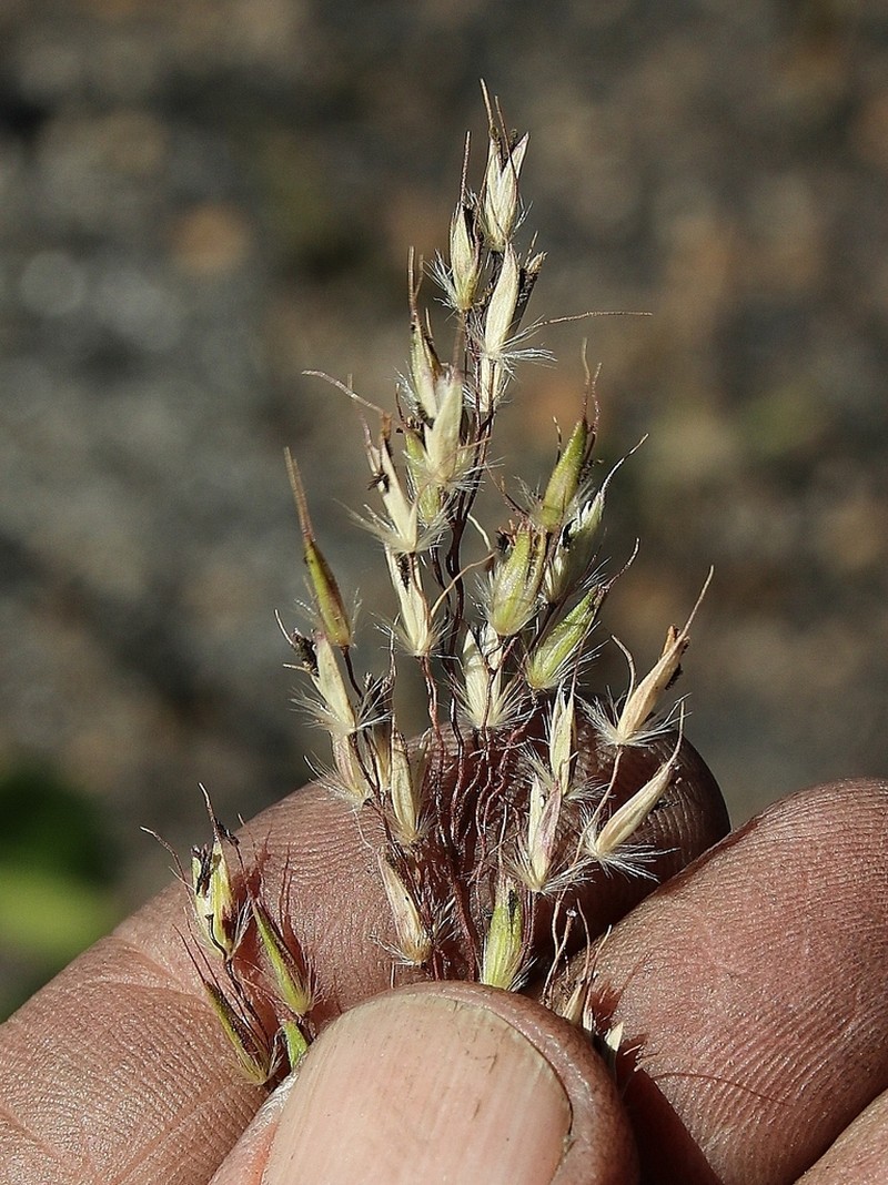 Arthropogon villosus
