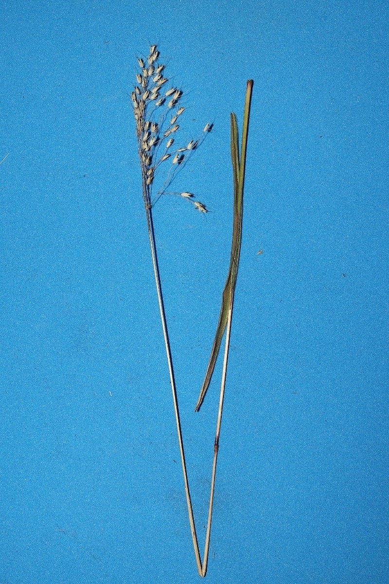 Arthropogon villosus photo 2