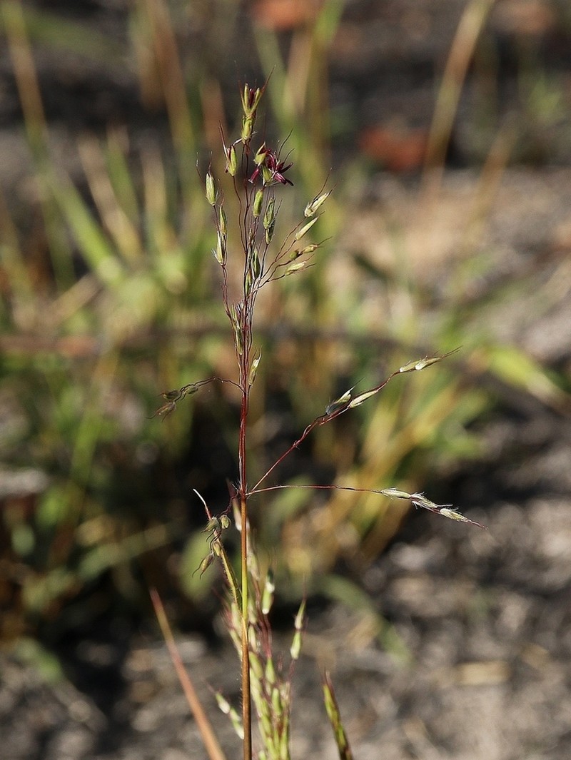 Arthropogon villosus photo 3
