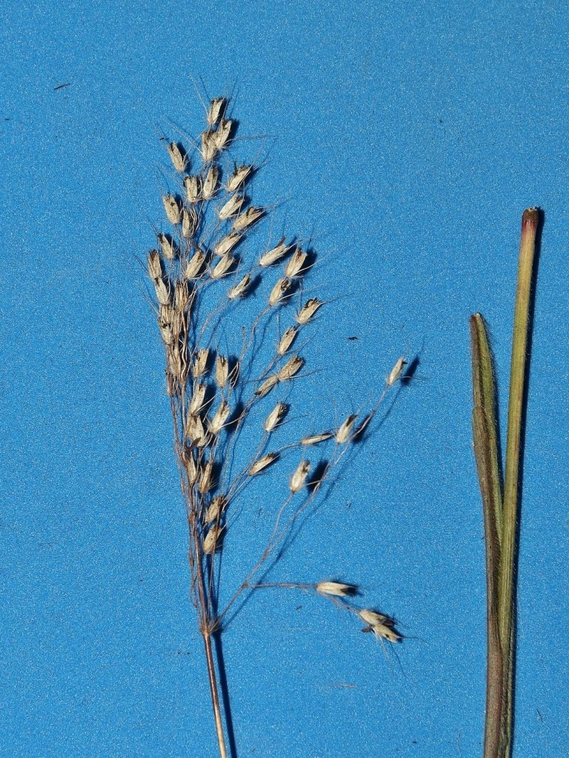 Arthropogon villosus photo 4