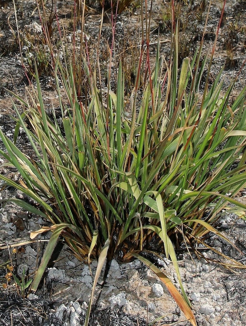 Arthropogon villosus photo 5