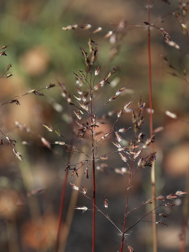 Arthropogon villosus photo 6