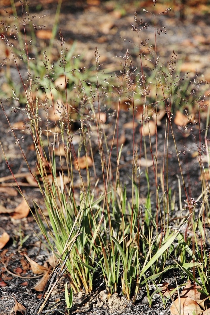 Arthropogon villosus photo 7
