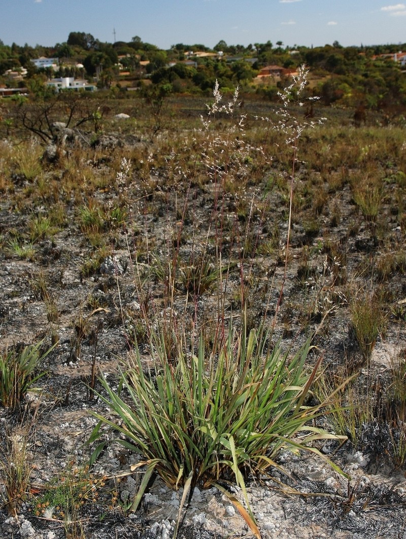 Arthropogon villosus photo 8