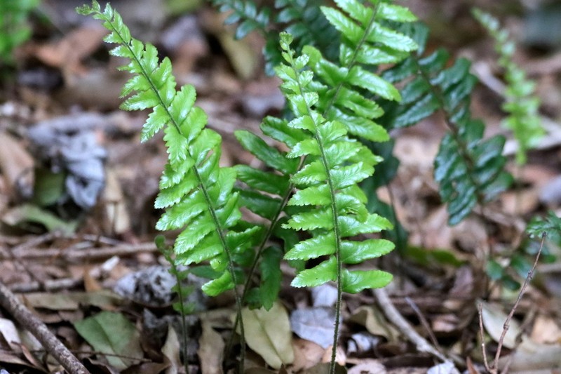 Arthropteris altescandens