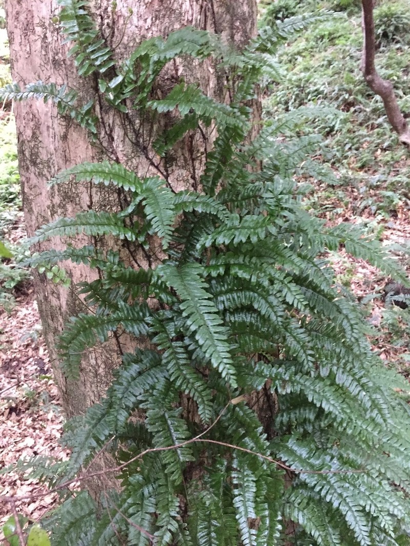 Arthropteris altescandens photo 2