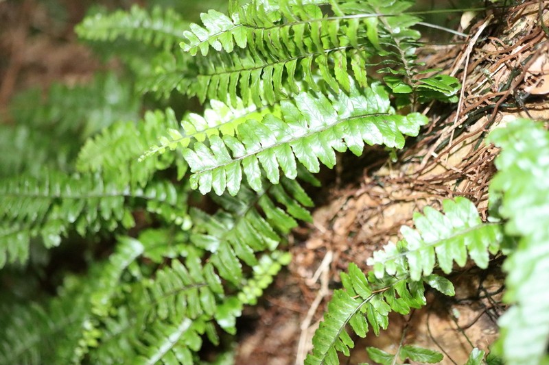 Arthropteris altescandens photo 3