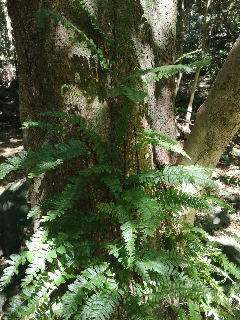 Arthropteris altescandens photo 4