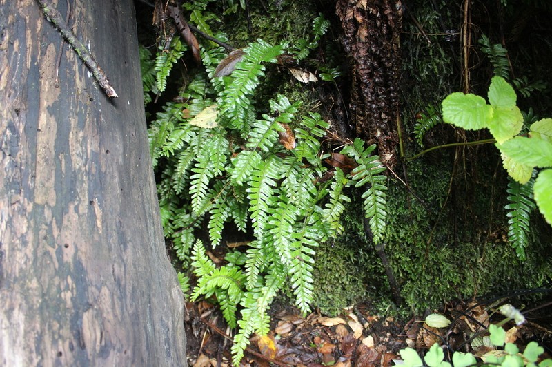 Arthropteris altescandens photo 6