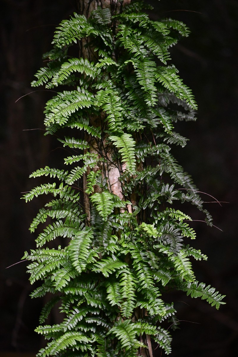 Arthropteris altescandens photo 7