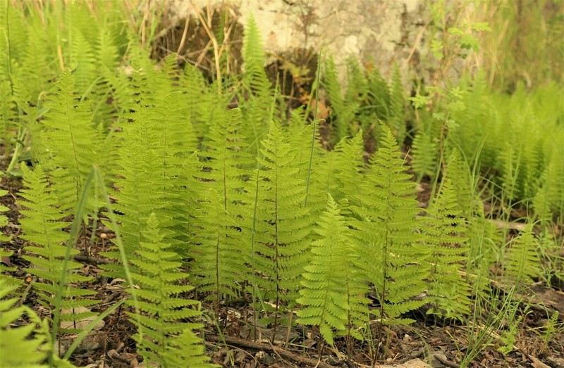 Arthropteris anniana
