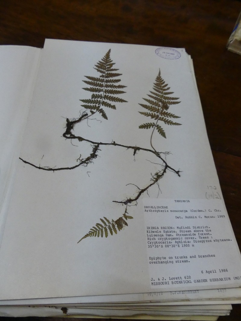 Arthropteris anniana photo 3