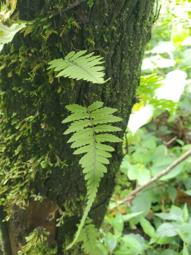 Arthropteris antun-gupffertiae photo 2