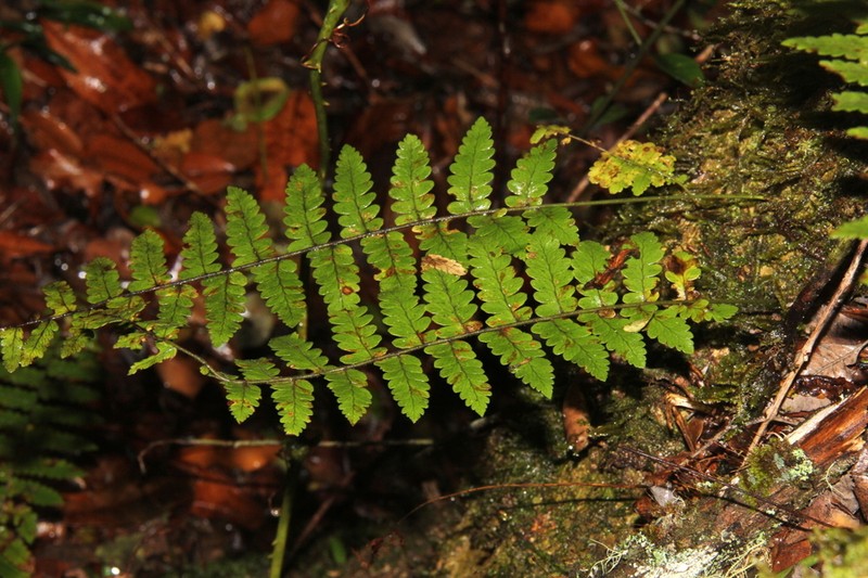 Arthropteris antun-gupffertiae photo 4