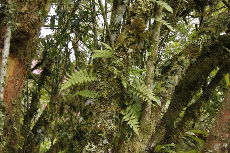 Arthropteris antun-gupffertiae photo 5