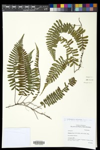Arthropteris articulata