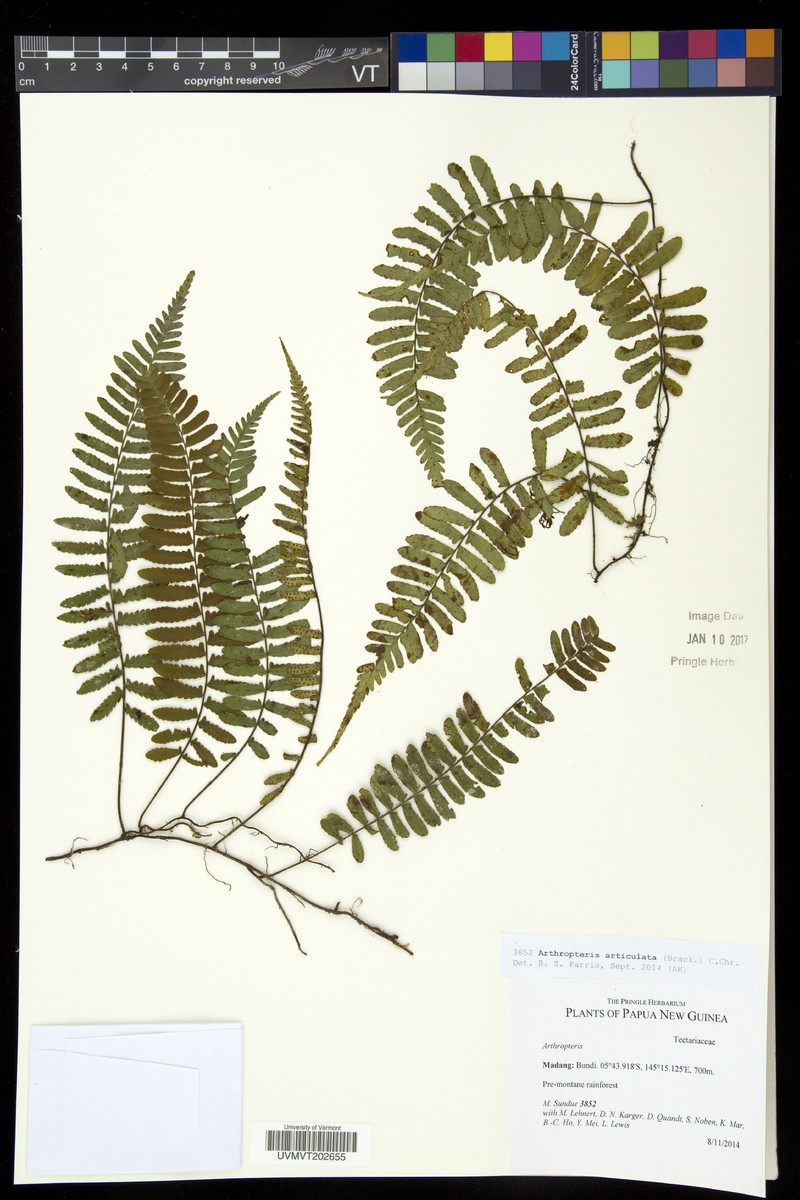 Arthropteris articulata