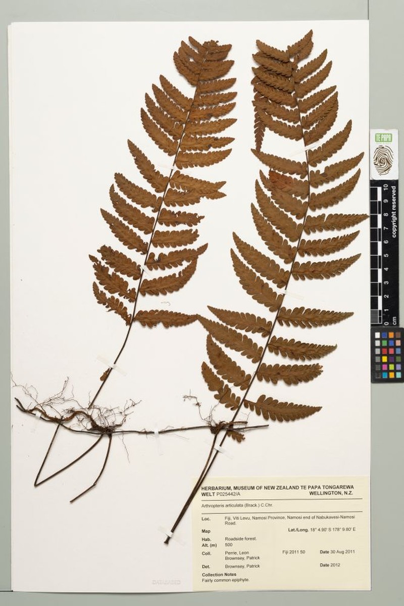 Arthropteris articulata photo 2