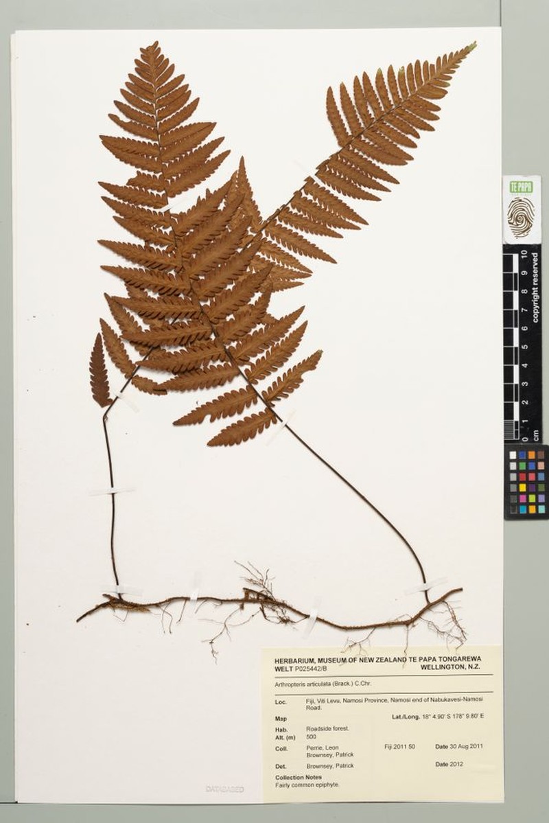 Arthropteris articulata photo 3