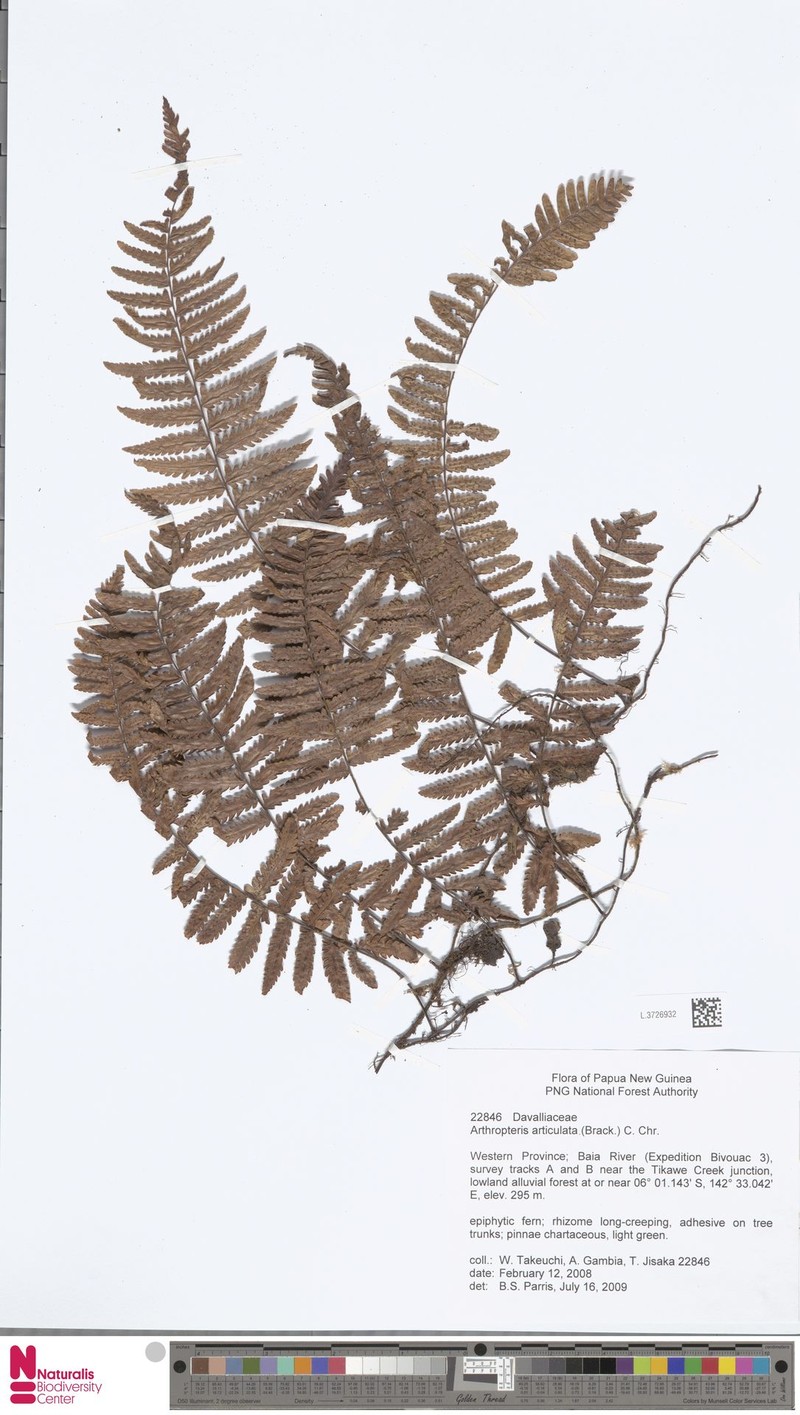 Arthropteris articulata photo 4