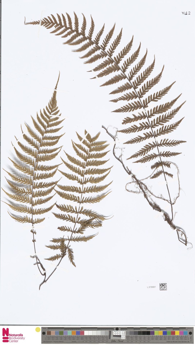 Arthropteris articulata photo 5