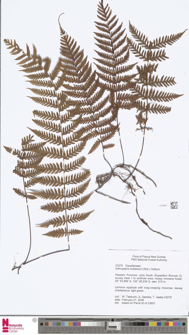 Arthropteris articulata photo 6
