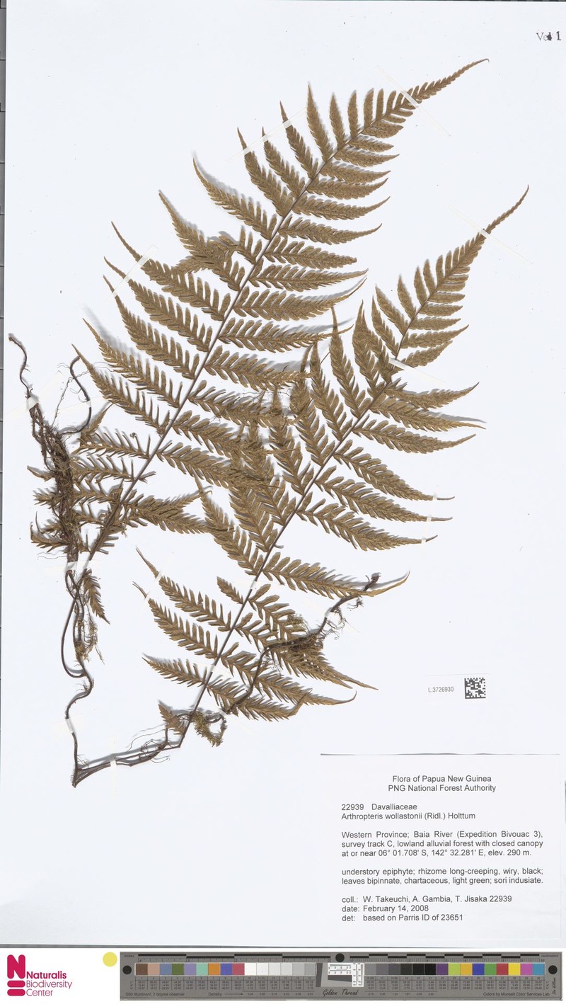Arthropteris articulata photo 7