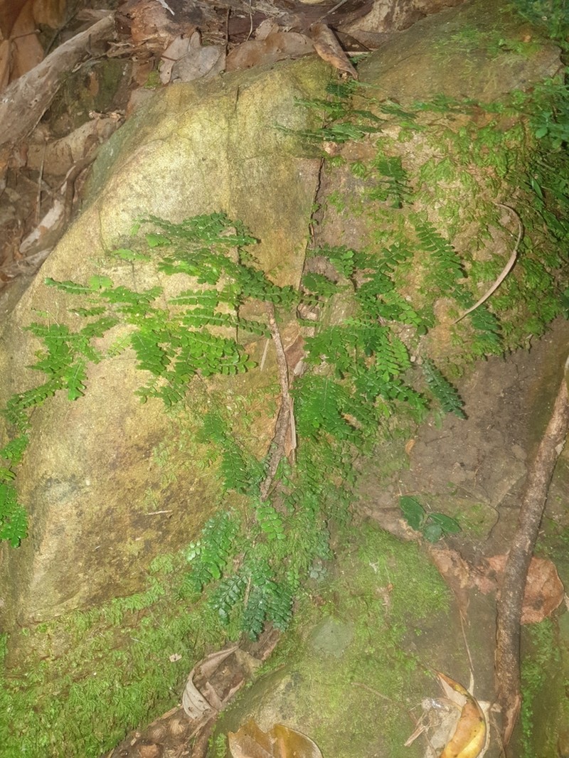 Arthropteris beckleri