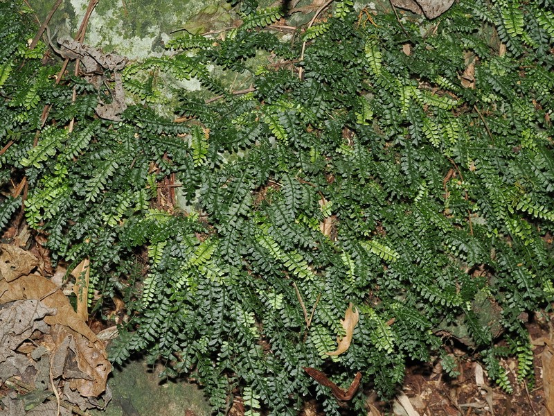 Arthropteris beckleri photo 2