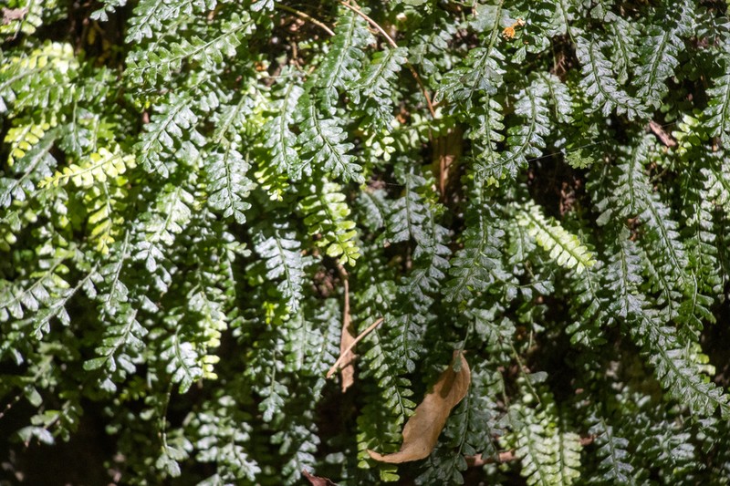 Arthropteris beckleri photo 3